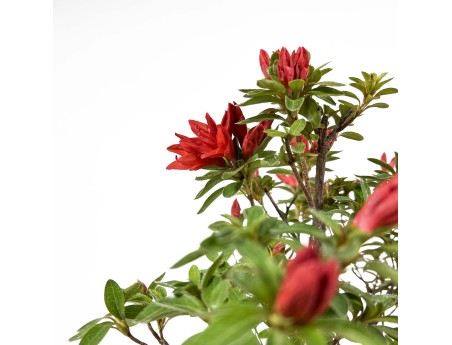 Rhododendron Indicum - Azalea - 35 cm