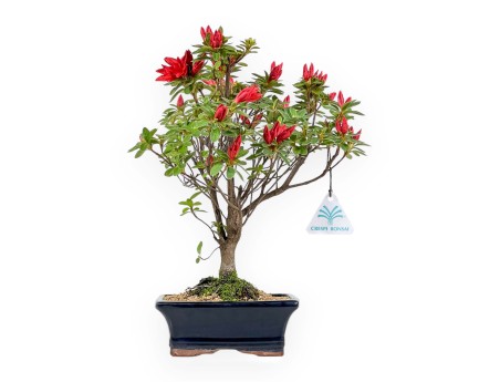 Rhododendron Indicum - Azalea - 35 cm