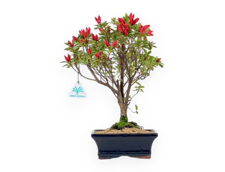 Rhododendron Indicum - Azalée - 35 cm