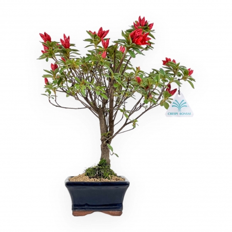 Rhododendron Indicum - Azalée - 35 cm