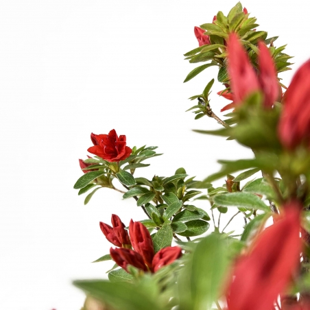 Rhododendron Indicum - Azalea - 35 cm