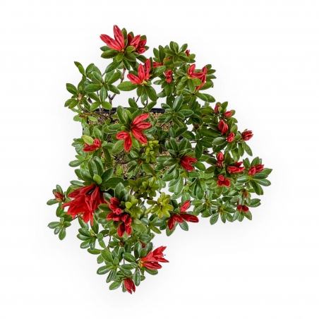 Rhododendron Indicum - Azalea - 35 cm