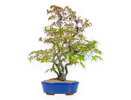 Acer Palmatum - Maple - 48 cm