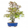 Acer Palmatum - Acero - 48 cm
