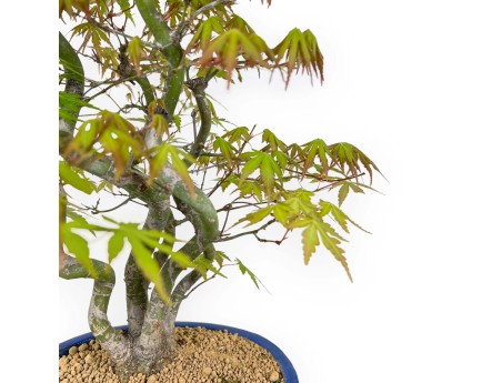 Acer Palmatum - Esdoorn - 48 cm