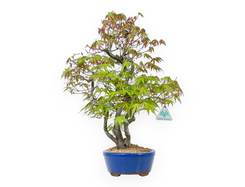 Acer Palmatum - Esdoorn - 48 cm