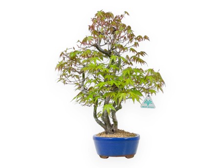 Acer Palmatum - Esdoorn - 48 cm