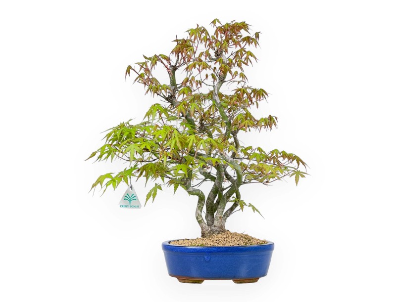 Acer Palmatum - Esdoorn - 48 cm