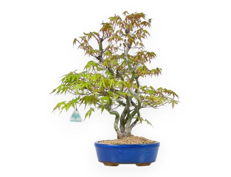 Acer Palmatum - Arce - 48 cm