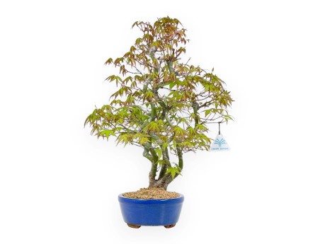 Acer Palmatum - Arce - 48 cm