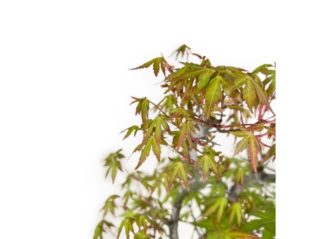 Acer Palmatum - Esdoorn - 48 cm