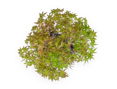 Acer Palmatum - Esdoorn - 48 cm