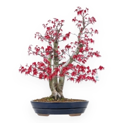 Acer Palmatum Deshojo - Acero - 58 cm
