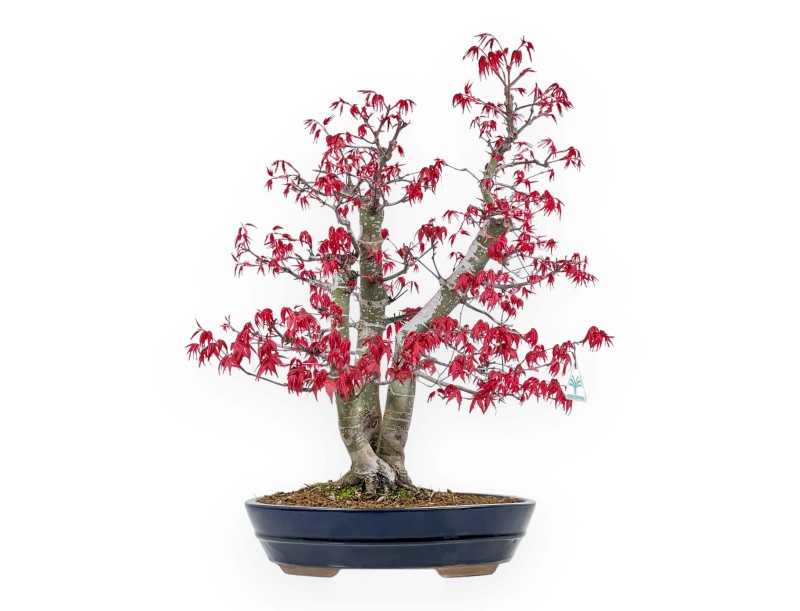 Acer Palmatum Deshojo - Maple - 58 cm