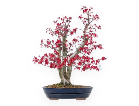 Acer Palmatum Deshojo - Maple - 58 cm