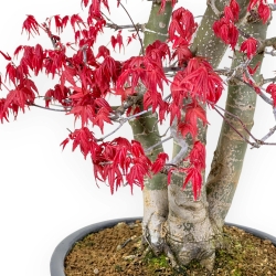 Acer Palmatum Deshojo - Acero - 58 cm