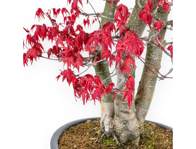 Acer Palmatum Deshojo - Érable - 58 cm 2