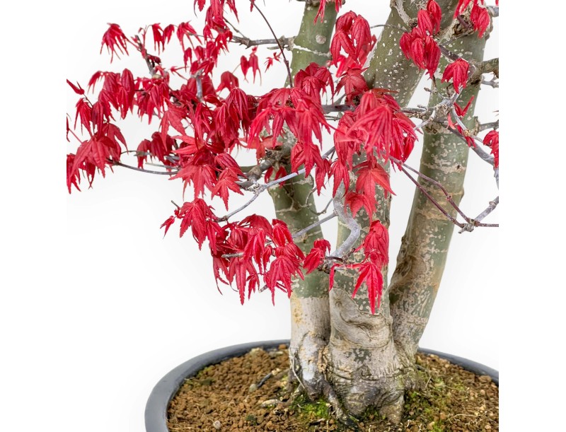 Acer Palmatum Deshojo - Maple - 58 cm