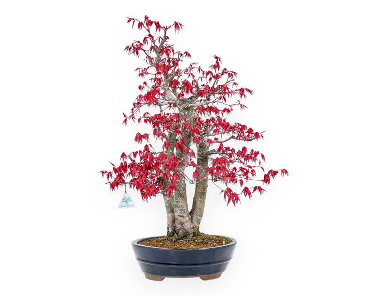 Acer Palmatum Deshojo - Maple - 58 cm