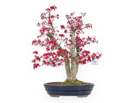 Acer Palmatum Deshojo - Maple - 58 cm