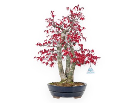 Acer Palmatum Deshojo - Maple - 58 cm