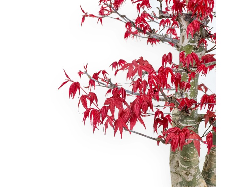 Acer Palmatum Deshojo - Maple - 58 cm