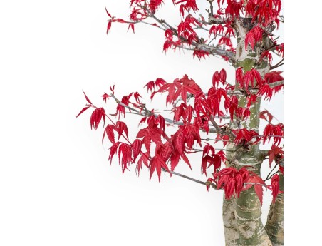 Acer Palmatum Deshojo - Maple - 58 cm