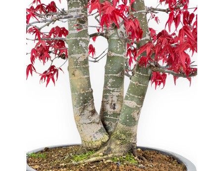 Acer Palmatum Deshojo - Maple - 58 cm