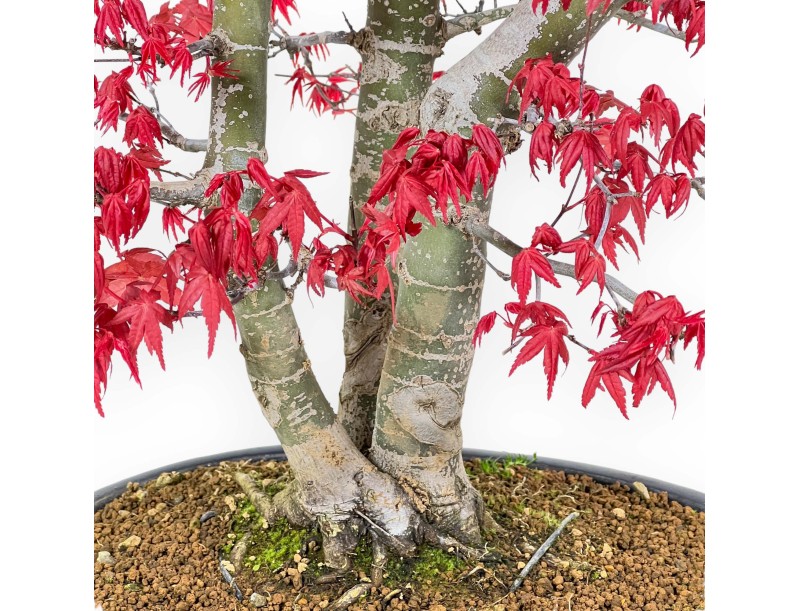 Acer Palmatum Deshojo - Maple - 58 cm
