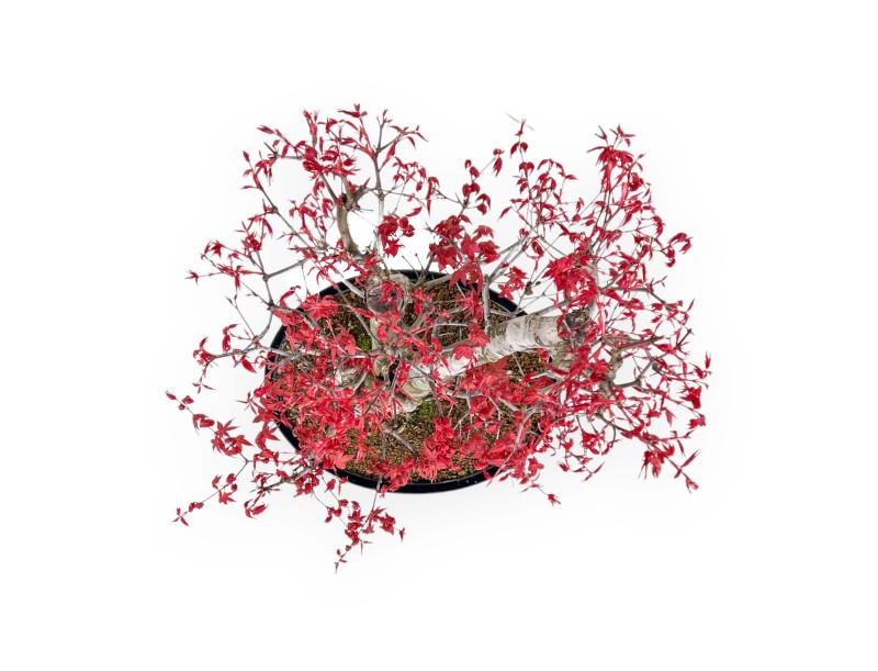 Acer Palmatum Deshojo - Maple - 58 cm