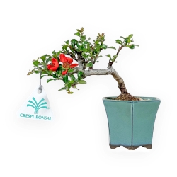 Chaenomeles Chojubai - Cotogno - 15 cm