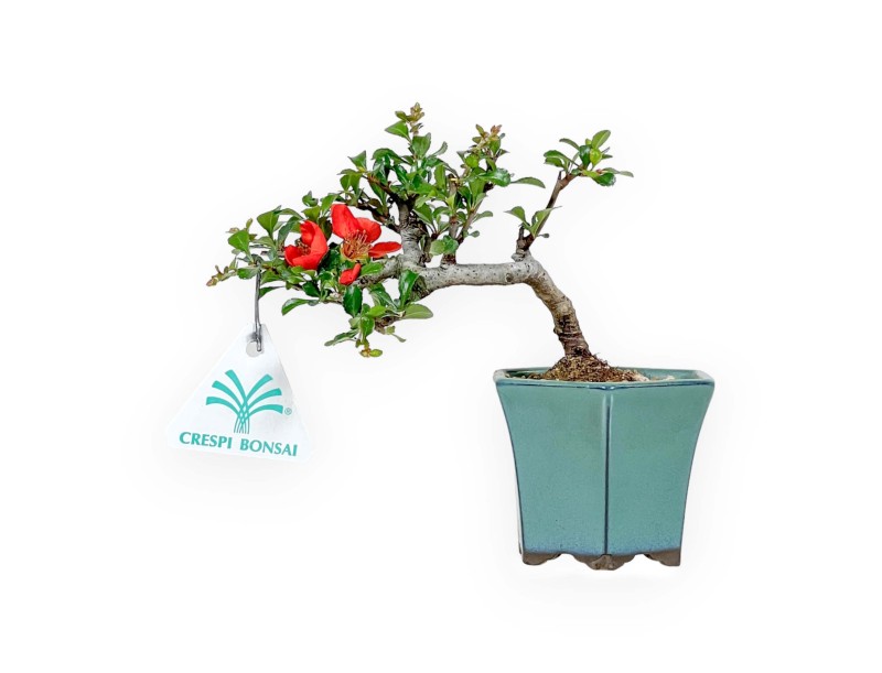 Chaenomeles Chojubai - Manzanillo - 15 cm