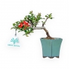 Chaenomeles Chojubai - 15 cm