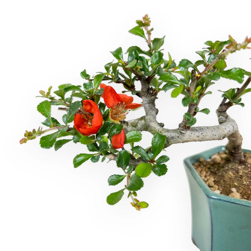 Chaenomeles Chojubai - Asian Quince - 15 cm