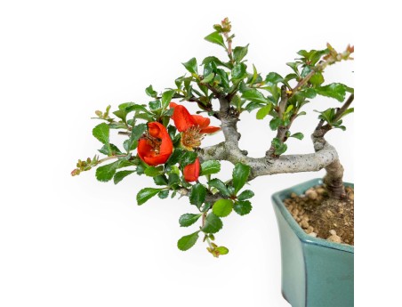 Chaenomeles Chojubai - Manzanillo - 15 cm