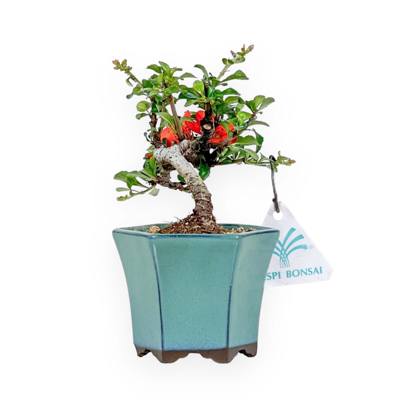 Chaenomeles Chojubai - Asian Quince - 15 cm