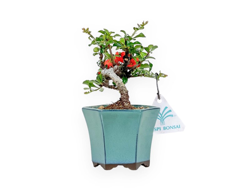 Chaenomeles Chojubai - Manzanillo - 15 cm