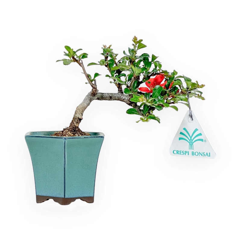 Chaenomeles Chojubai - Asian Quince - 15 cm