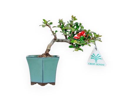 Chaenomeles Chojubai - Coing Asiatique - 15 cm