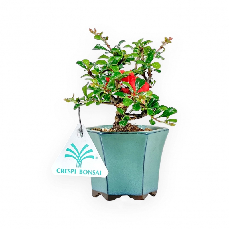 Chaenomeles Chojubai - Asian Quince - 15 cm