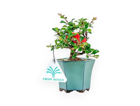 Chaenomeles Chojubai - Pommier sauvage - 15 cm
