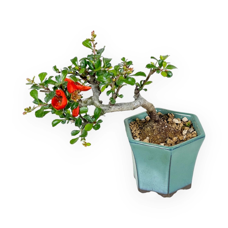 Chaenomeles Chojubai - Asian Quince - 15 cm