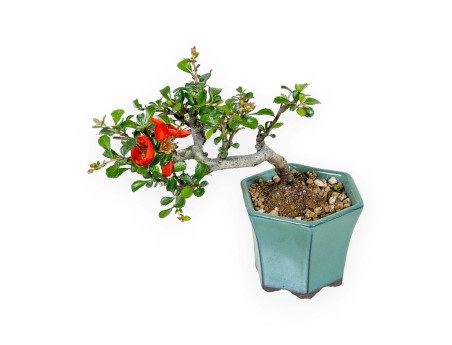 Chaenomeles Chojubai - Coing Asiatique - 15 cm