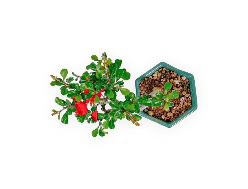 Chaenomeles Chojubai - Coing Asiatique - 15 cm