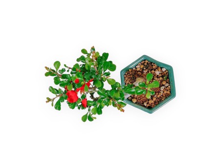 Chaenomeles Chojubai - Coing Asiatique - 15 cm