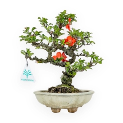 Chaenomeles Chojubai - Asian Quince - 23 cm