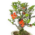 Chaenomeles Chojubai - Asian Quince - 23 cm