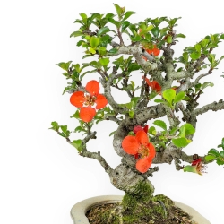 Chaenomeles Chojubai - Asian Quince - 23 cm