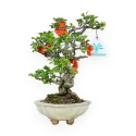 Chaenomeles Chojubai - Asian Quince - 23 cm