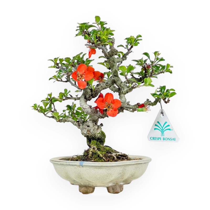 Chaenomeles Chojubai - Asian Quince - 23 cm